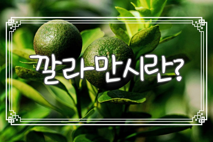 깔라만시의 놀라운 '효능'과 '다이어트'