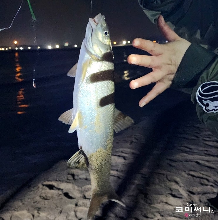 강원도 낚시 고성 원투낚시 (공현진 1리 해변 무료 야영장 차박지 지금은 공사 중!) 강원도 낚시 고성 원투낚시 (공현진 1리 해변 무료 야영장 차박지 지금은 공사 중!)