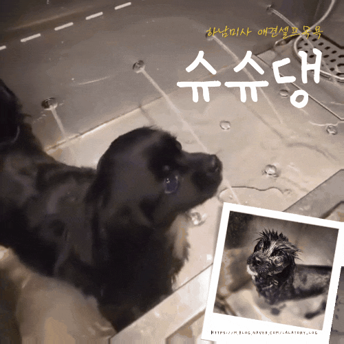  하남 미사 산책후 강아지 씻는곳 애견셀프목욕 슈슈댕 내돈내산