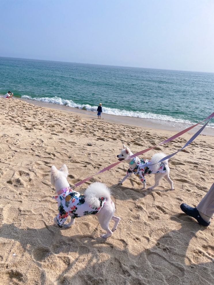  차 없이 강아지와 "강릉 뚜벅이 여행" (세인트존스호텔, 강문해변)