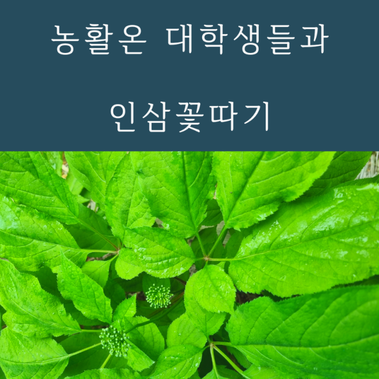  인삼농사 인삼꽃따기 (대학생농활팀과)