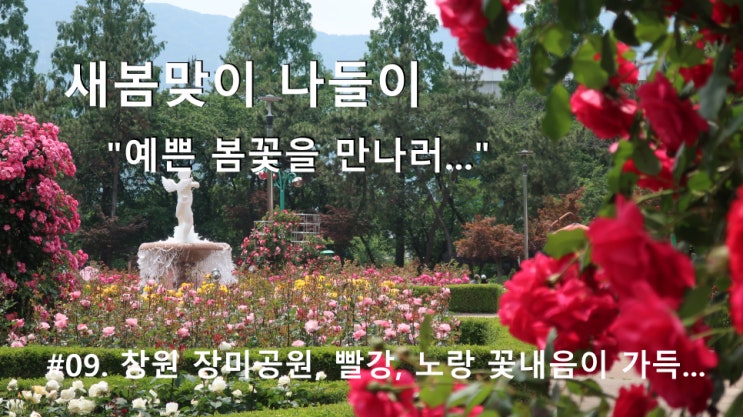 #09. 창원 장미공원, 빨강, 노랑 꽃내음이 가득... #09. 창원 장미공원, 빨강, 노랑 꽃내음이 가득...