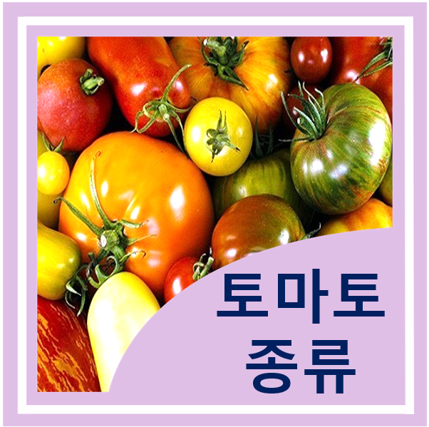  토마토 종류 품종 특징