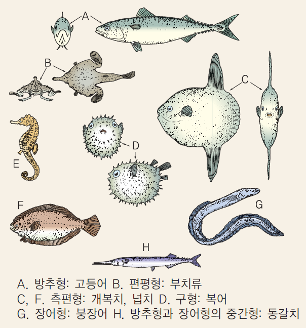 Ⅳ. 수산동물의 종류 - 3. <b>유영</b>동물
