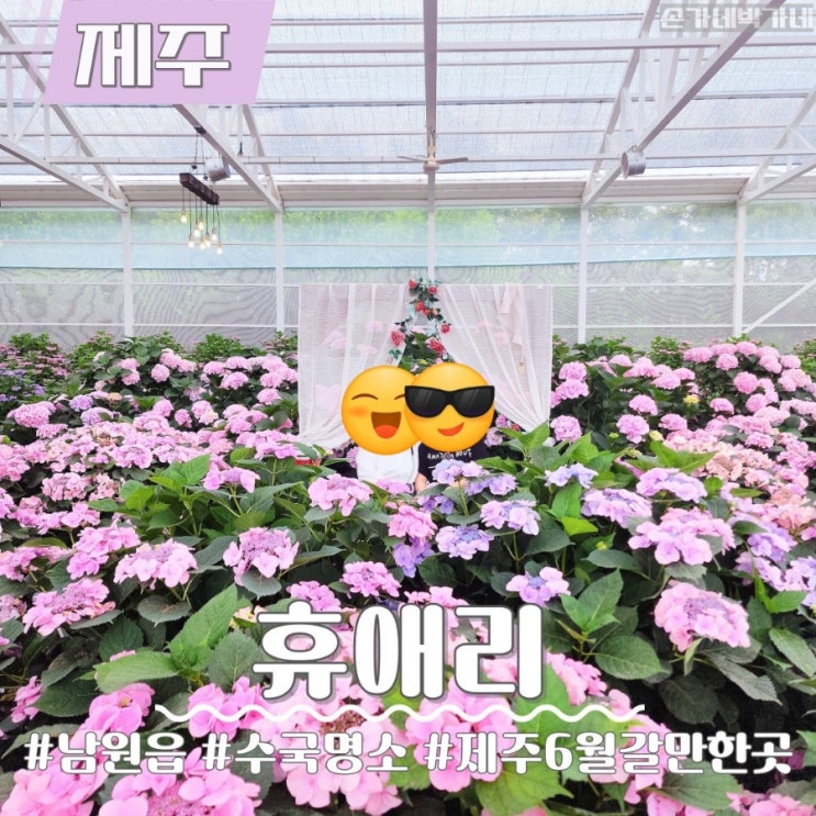  제주도 6월 갈만한 곳 휴애리 개화상황 제주 수국 명소