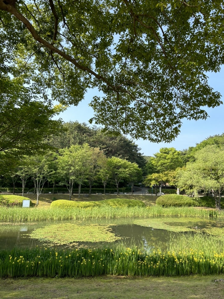  [울산가볼만한곳] 오늘 아침 산책은 울산대공원_장미축제 일정표 있어요