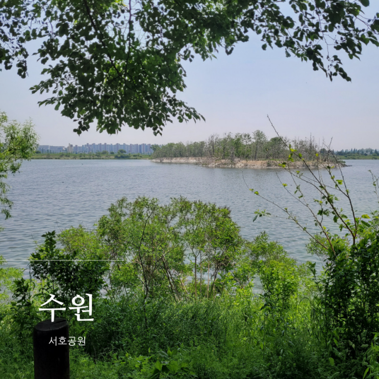  수원 서호공원 : 산책하기 좋은 나들이 장소(ft. 카페 씨디피 CdP)