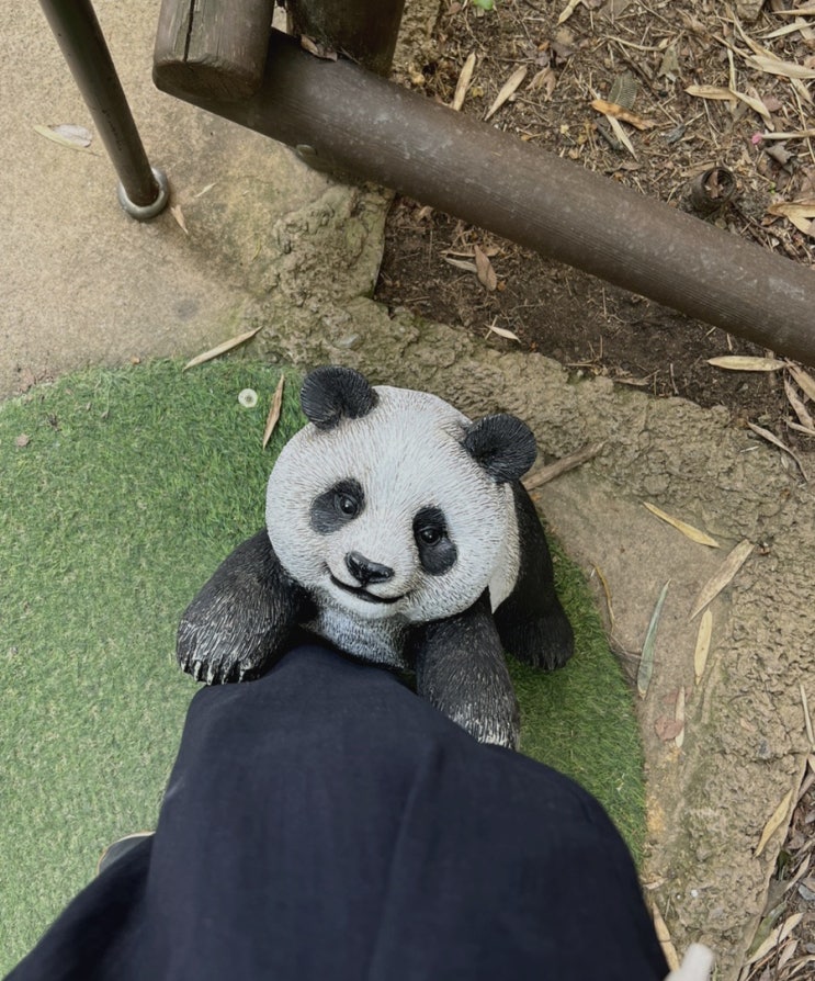  푸바오 보러 에버랜드 판다월드, 귀염둥이 반환 반대!