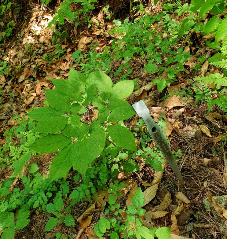 산삼 찾는 방법과 산삼 산행할 때 쉽게 볼 수 있는 방법