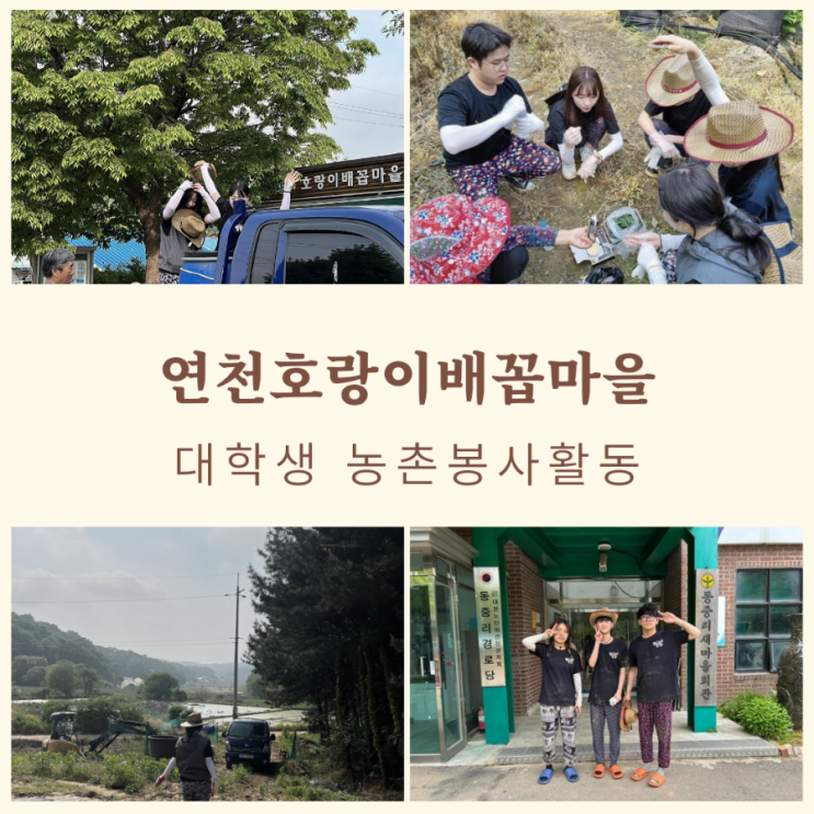  대학생농활 경희대 율동패  연천호랑이배꼽마을로
