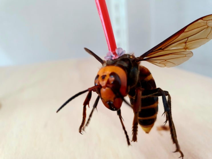 요즘 돌아다니는 말벌들은 과연 어떤 말벌일까요? 말벌의 효능은  진짜 있을까요?