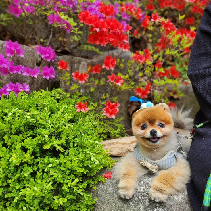  꽃보다 다감이~