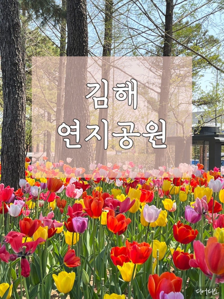  경남 김해 여행 연지공원 4월 벚꽃 튤립 개화상태