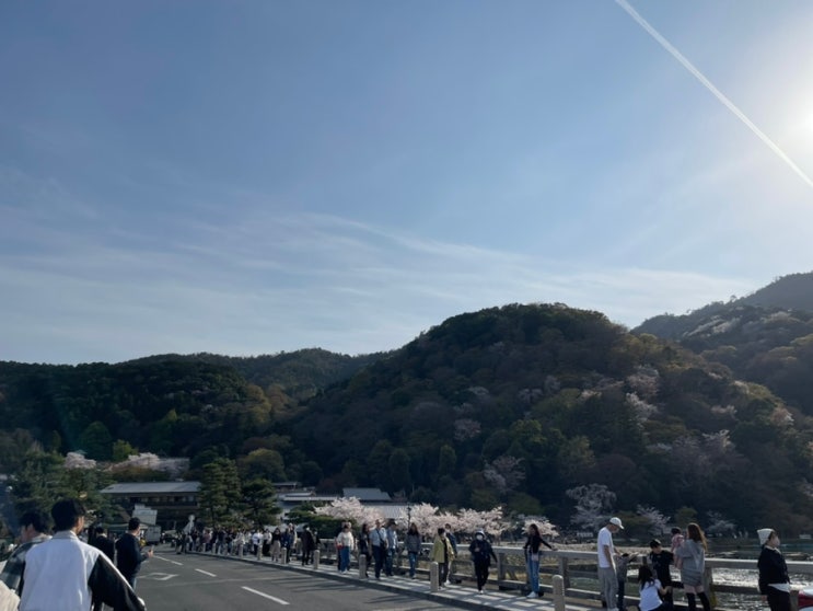 [일본 여행 ①] 벚꽃 명소 교토 아라시야마와 치쿠린