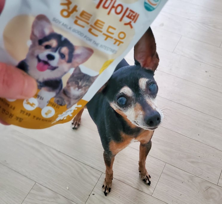애완견음료 " 디어마이펫 펫두유 "강아식건강식 애완견음료 " 디어마이펫 펫두유 "강아식건강식