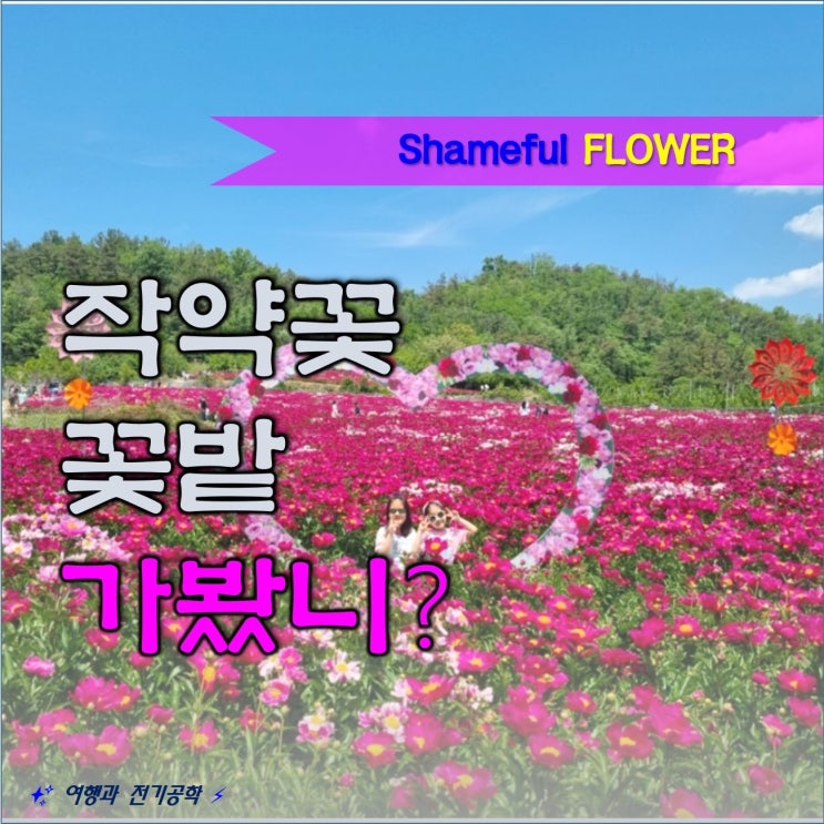  대구 근교 영천 작약꽃 5월 아름다운 꽃밭 구경