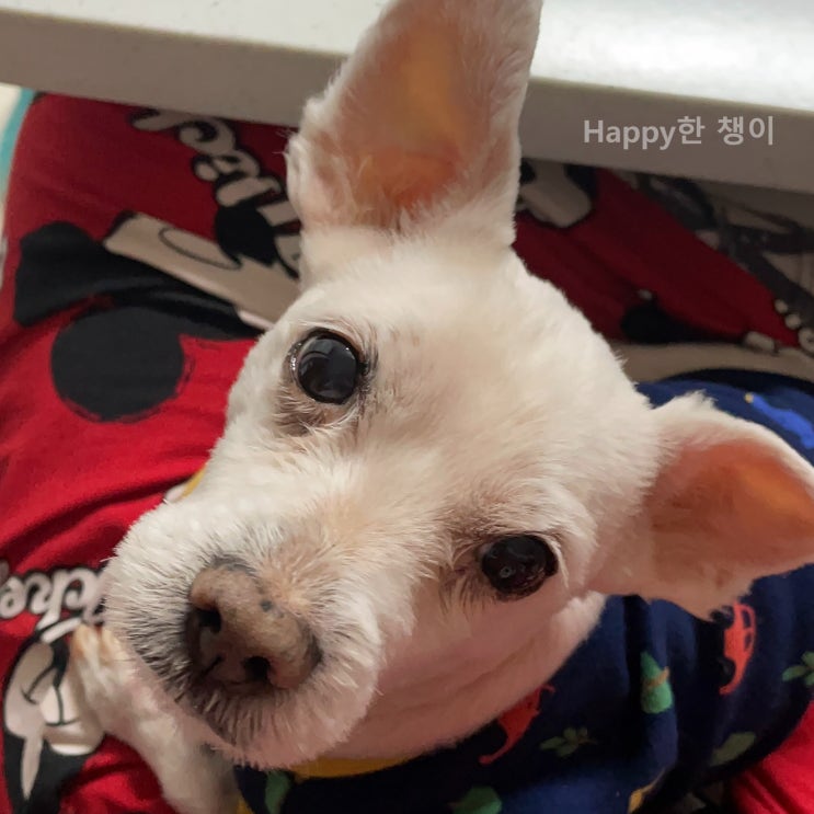  [5월 3주차] 하트 모양 코가 매력적인 해피