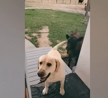 검은 래브라도(?)인 줄 알고 친구 데리고 온 리트리버! VIDEO: When your dog brings home a friend