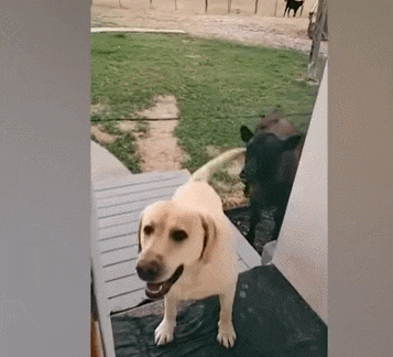  검은 래브라도(?)인 줄 알고 친구 데리고 온 리트리버! VIDEO: When your dog brings home a friend