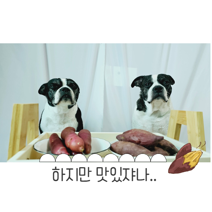  강아지 고구마 많이주면 돼지! 꿀꿀