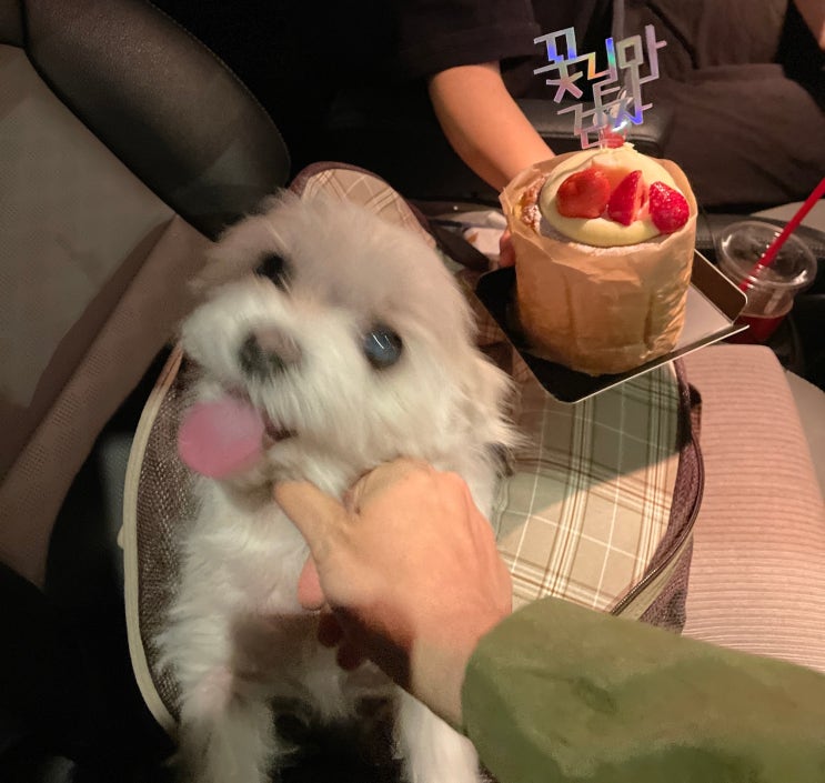  계림원 상도점 누룽지 통닭 강아지랑 치맥