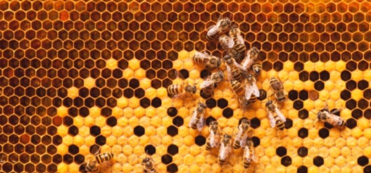 꿀벌들은 어떻게 꿀을 만들까요?