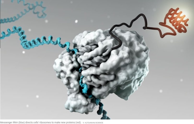  학술지 ‘셀’ 논문 “mRNA 코로나 백신, 전체 사망률 개선 영향 '제로'”