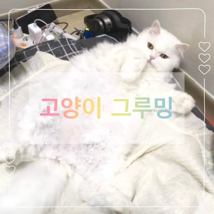  고양이 그루밍 왜 하는 걸까? 그루밍으로 알 수 있는 고양이 건강 상태