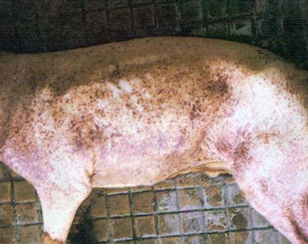 돼지 콜레라, 돼지 열병의 원인과 증상 대처방법