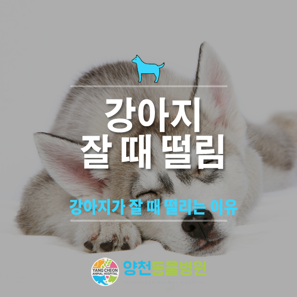 개 배를 간질이는 방법