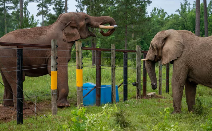 35년간 감금된 채 고립된 코끼리가 새로운 보호구역에서 즉시 친구를 사귀다