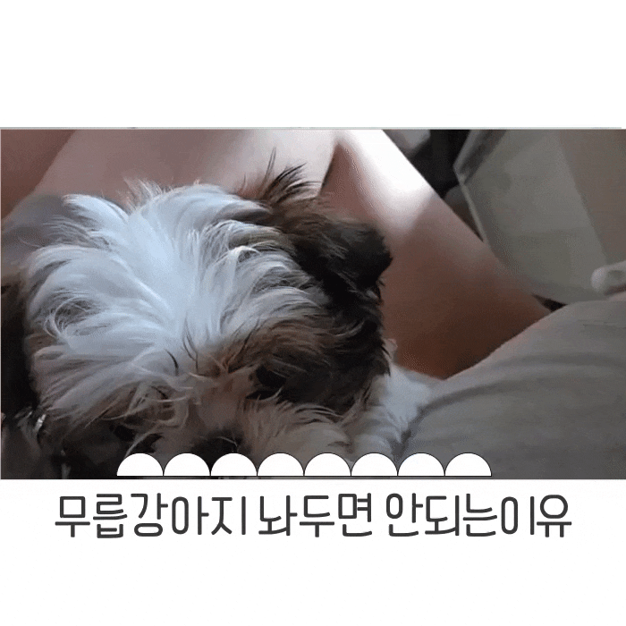  무릎 위에 올라오는 강아지 놔두면 안되는이유 (문제행동의 첫걸음)