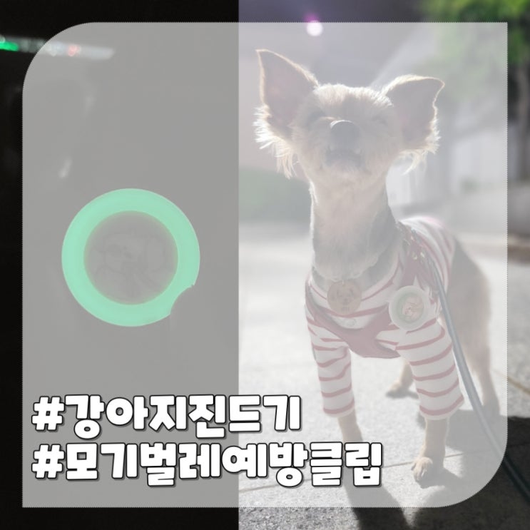  강아지진드기 모기벌레 예방 클립 정글몬스터