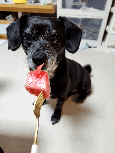강아지 수박 먹어도 되는 과일 수박씨 껍질은?