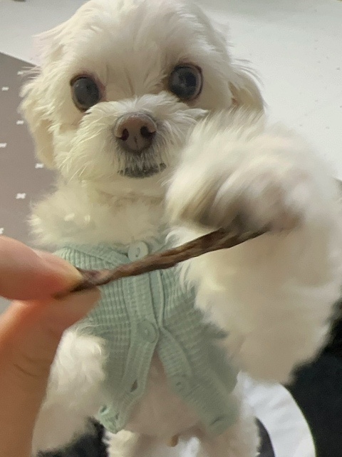  강아지 수제 간식, 깡이의 이번 픽은 개으른세상!