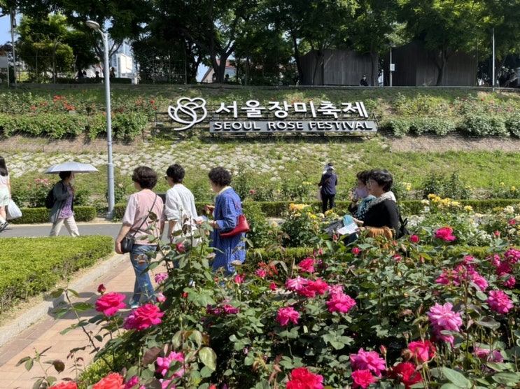 2023 서울 장미축제 다녀왔어요! 눈이 즐거워지는 중랑장미공원 장미원과 유채꽃밭 걸어보기~