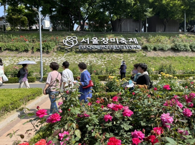  2023 서울 장미축제 다녀왔어요! 눈이 즐거워지는 중랑장미공원 장미원과 유채꽃밭 걸어보기~