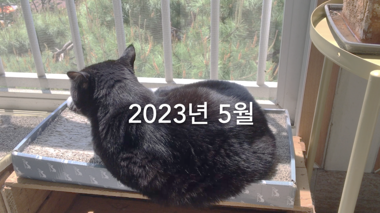  2023년 5월. 일광욕 JJ 흑풍이 분홍이. 고양이 낮잠 장소(ft.안전한 식물 플럼바고, 파란꽃)