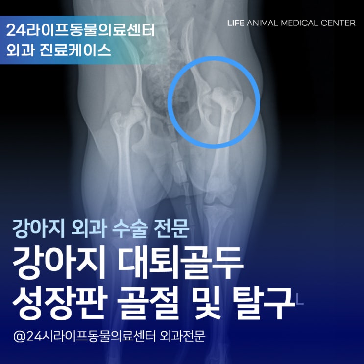 대구 강아지 대퇴골두 성장판 골절과 고관절 탈구 수술