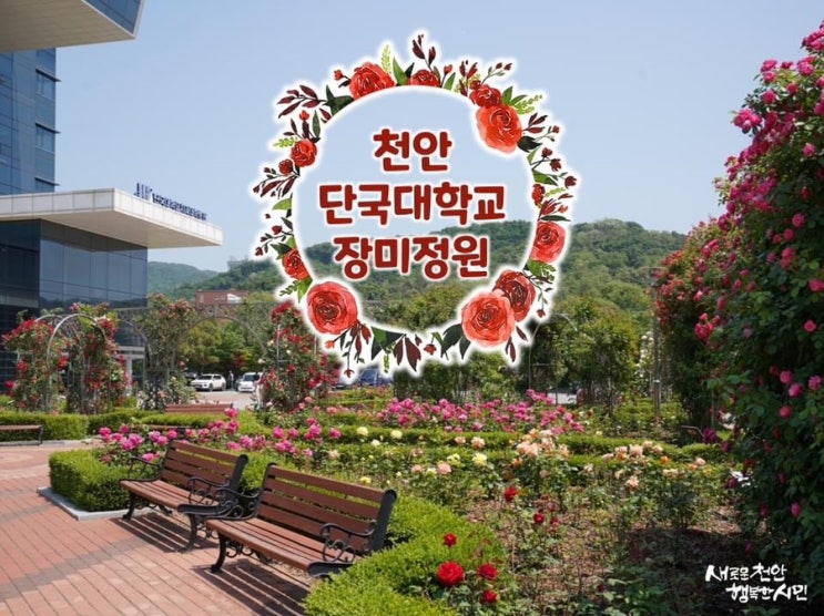 천안 가볼만한곳 단국대학교 장미정원 | 천안시청페이스북