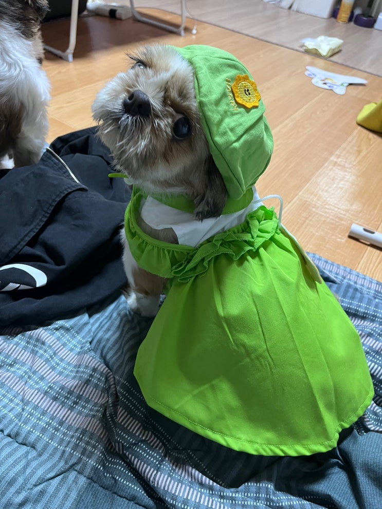  다이소 츄둥이 옷을 사서 입혀 봤어요~