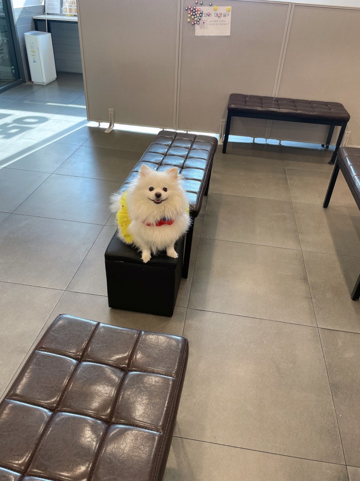  강아지 심장초음파 경산심장동물병원 대구심장동물병원 중산메디컬동물병원