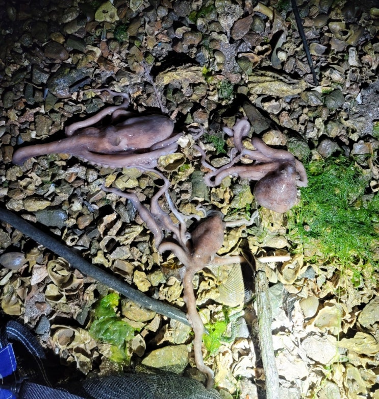  시화방조제 낙지 해루질 가? 말아?