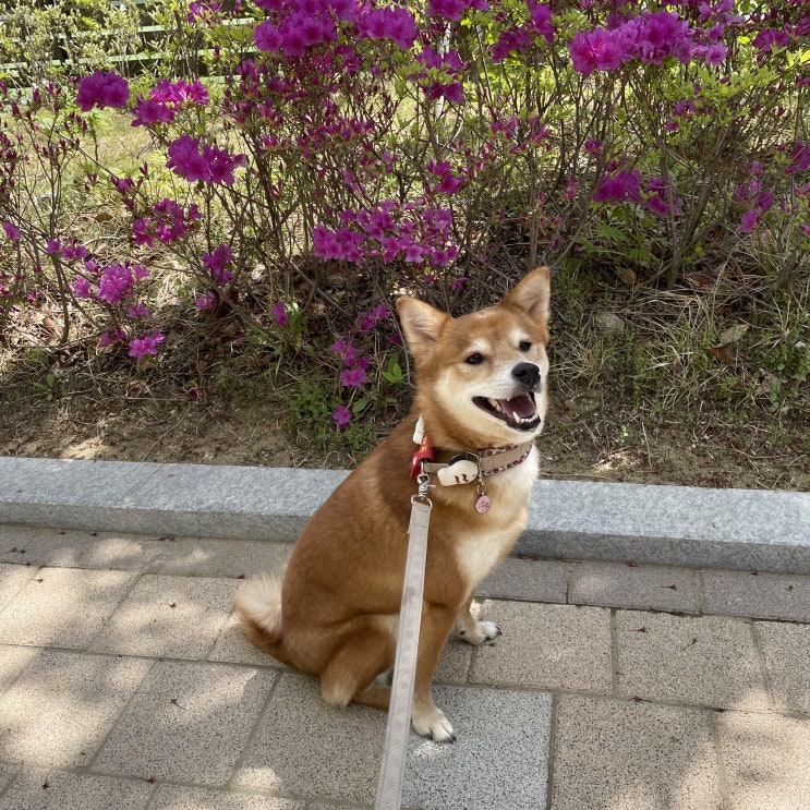  시바 행복해~ +_+
