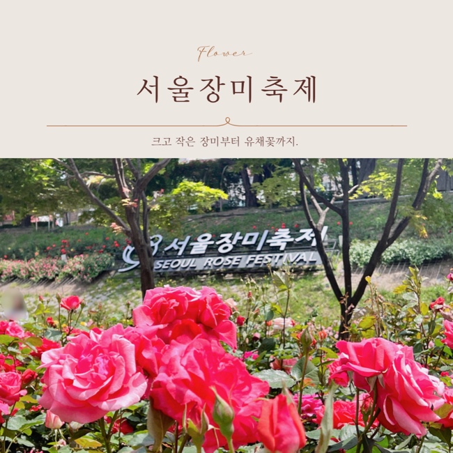 중랑천 서울장미축제 장미터널과 유채꽃 5월 꽃축제 즐기기