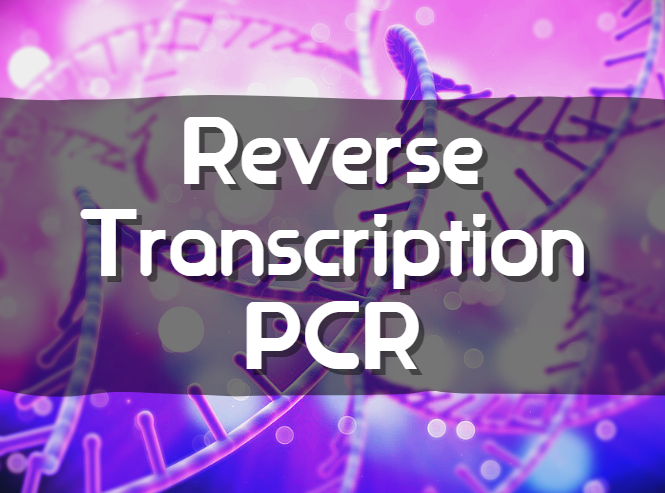 [실험정보] RT-PCR(Reverse Transcription PCR), cDNA 합성