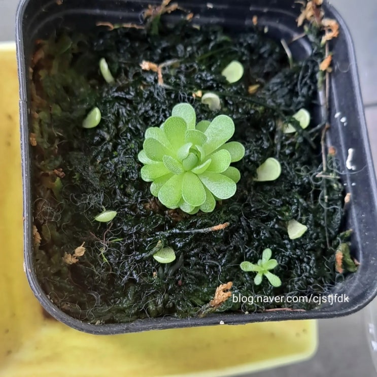  에셀리아나 잎꽂이 중