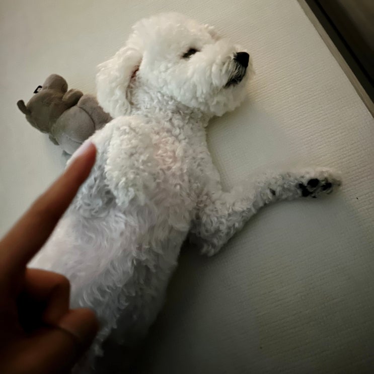  강아지 배까는 이유, 발라당 자세의 의미