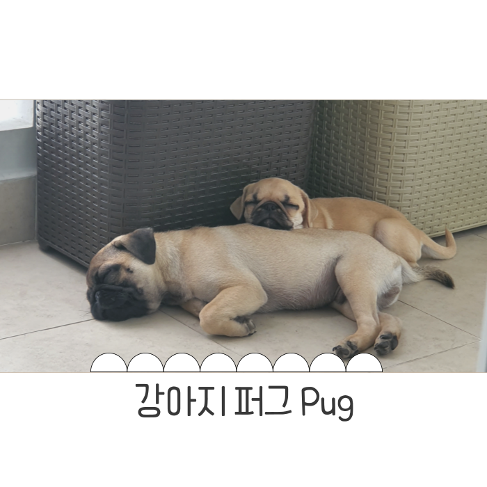  매력 한도초과 퍼그 성격 털빠짐 견종 알아보기