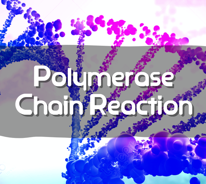  [실험정보] PCR(Polymerase Chain Reaction)